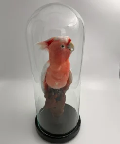Pink Cockatoo in Antique Glass Dome
