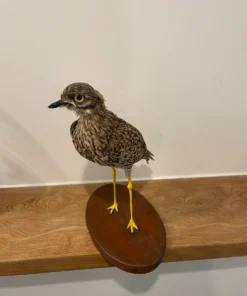 Spotted Thick-Knee