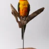 Taxidermy Birds For Sale