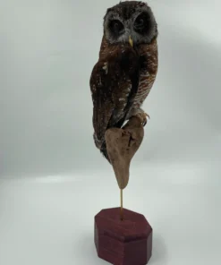 Wood Owl