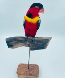 Yellow Bibbed Lory