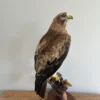 Taxidermy Eagle For Sale