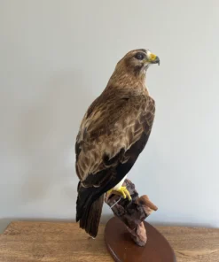 Taxidermy Eagle For Sale