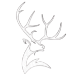 Taxidermy Animals For Sale